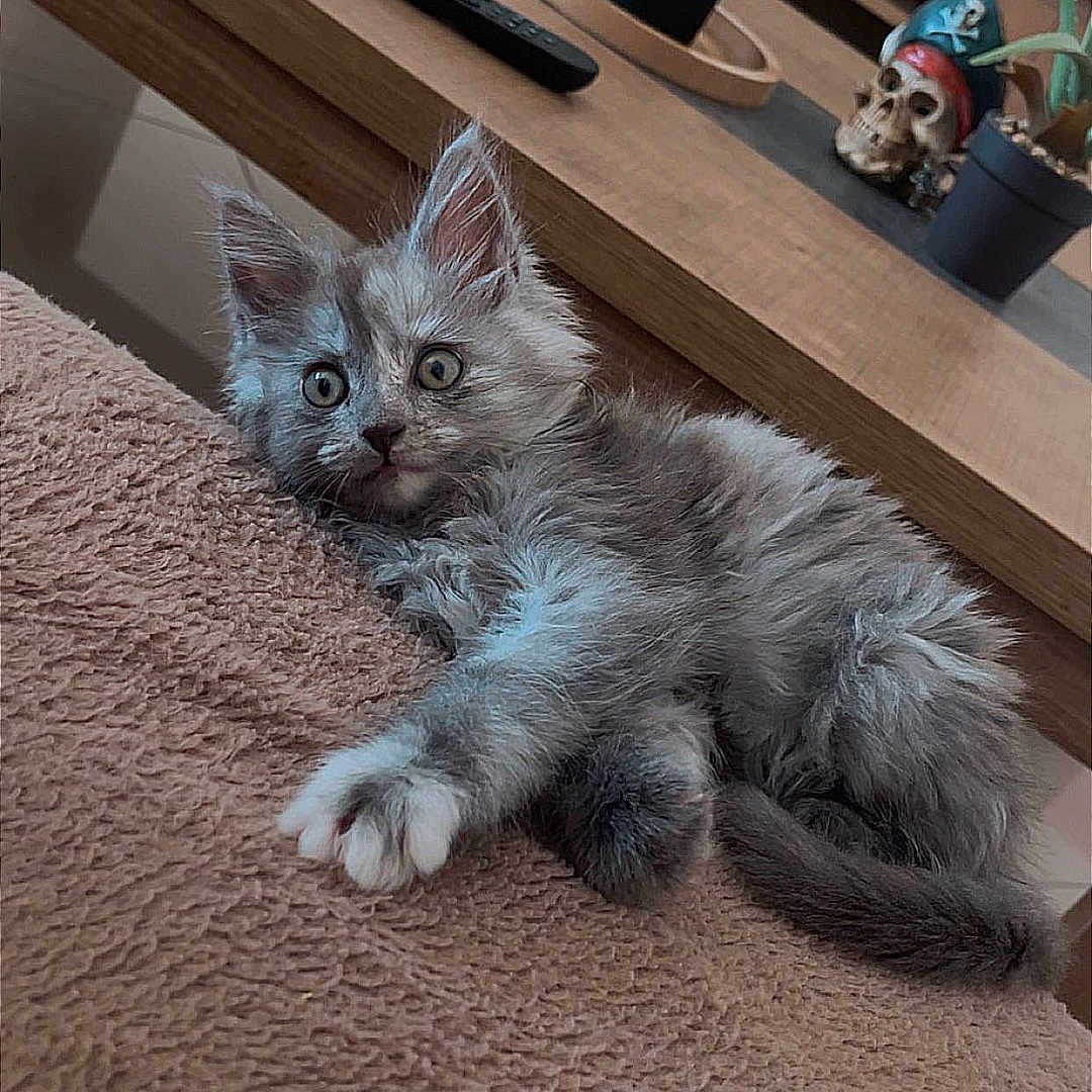 Nala