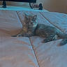 animal, bed, blanket, cat, cozy, cute, feline, figurine, fur, gray, indoor, kitten, living_room, mammal, pet, relaxing, resting, small, soft_light, tv