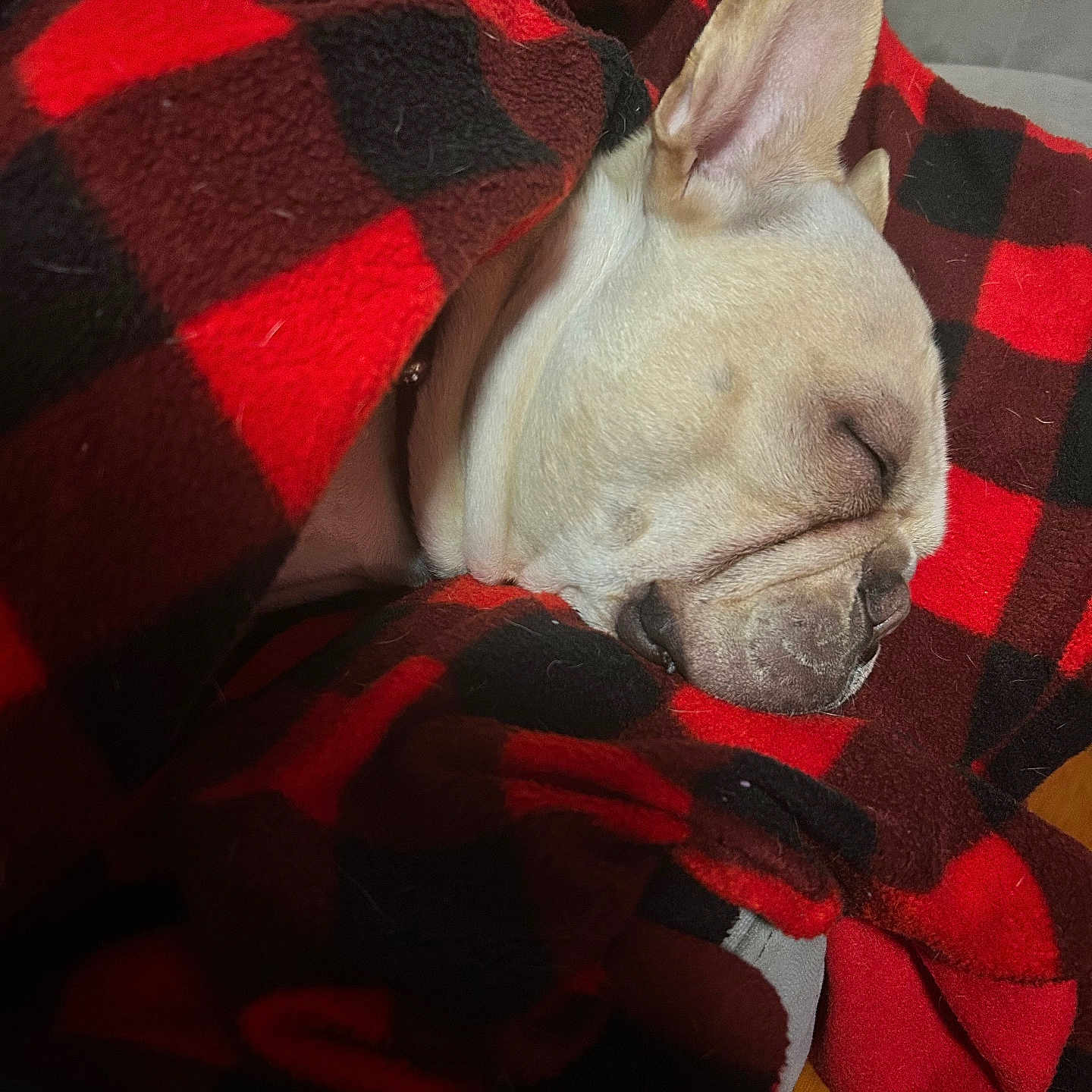 Richie is registered to the contest to win money with this photo: animal, baby, blanket, bulldog, canine, dog, frenchbulldog, hound, person, pet, pitbull, puppy, quilt, sleeping, tartan, towel