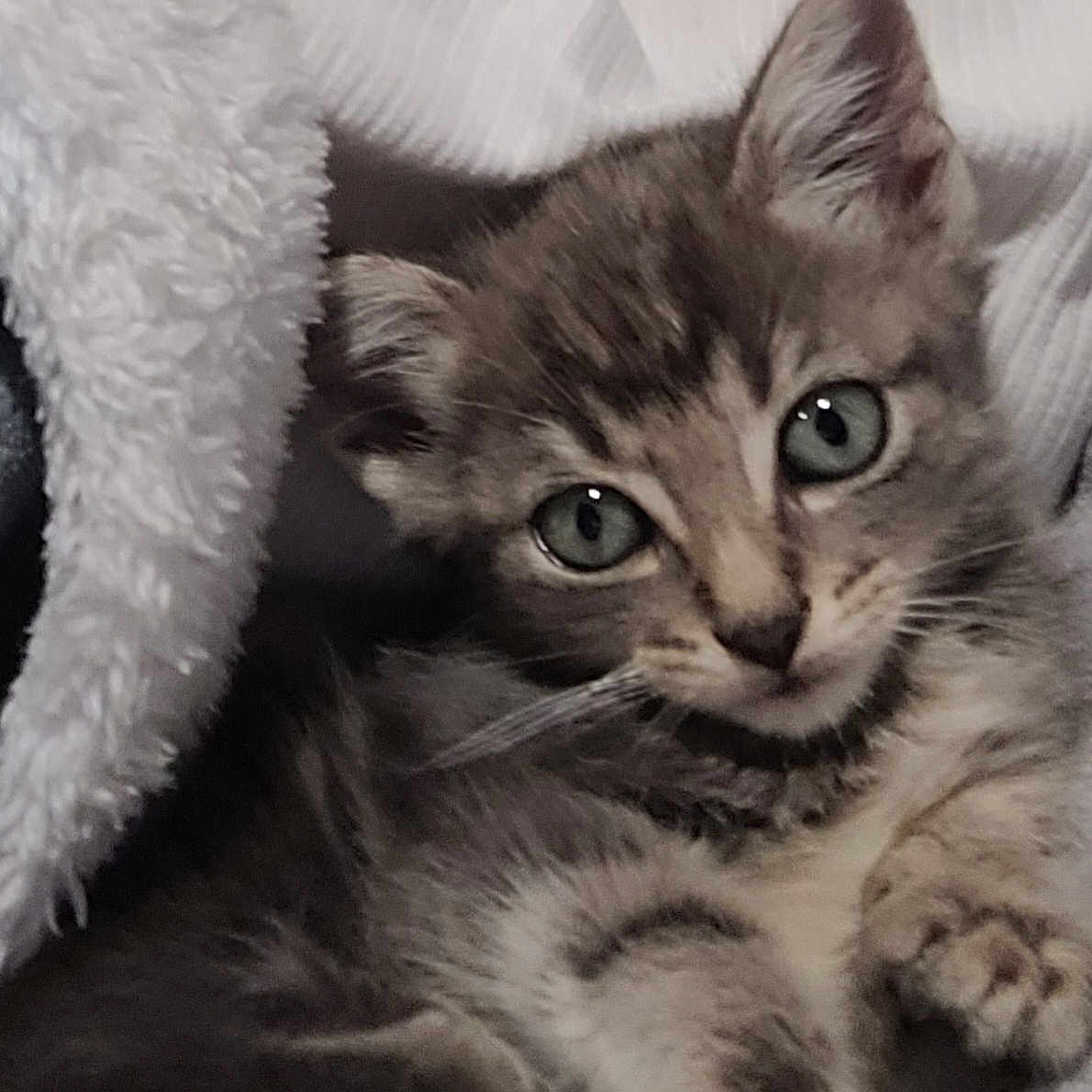 Pepito a rejoint le concours — aidez-le/la à gagner de superbes lots ! abyssinian, animal, blanket, cat, kitten, manx, pet, towel