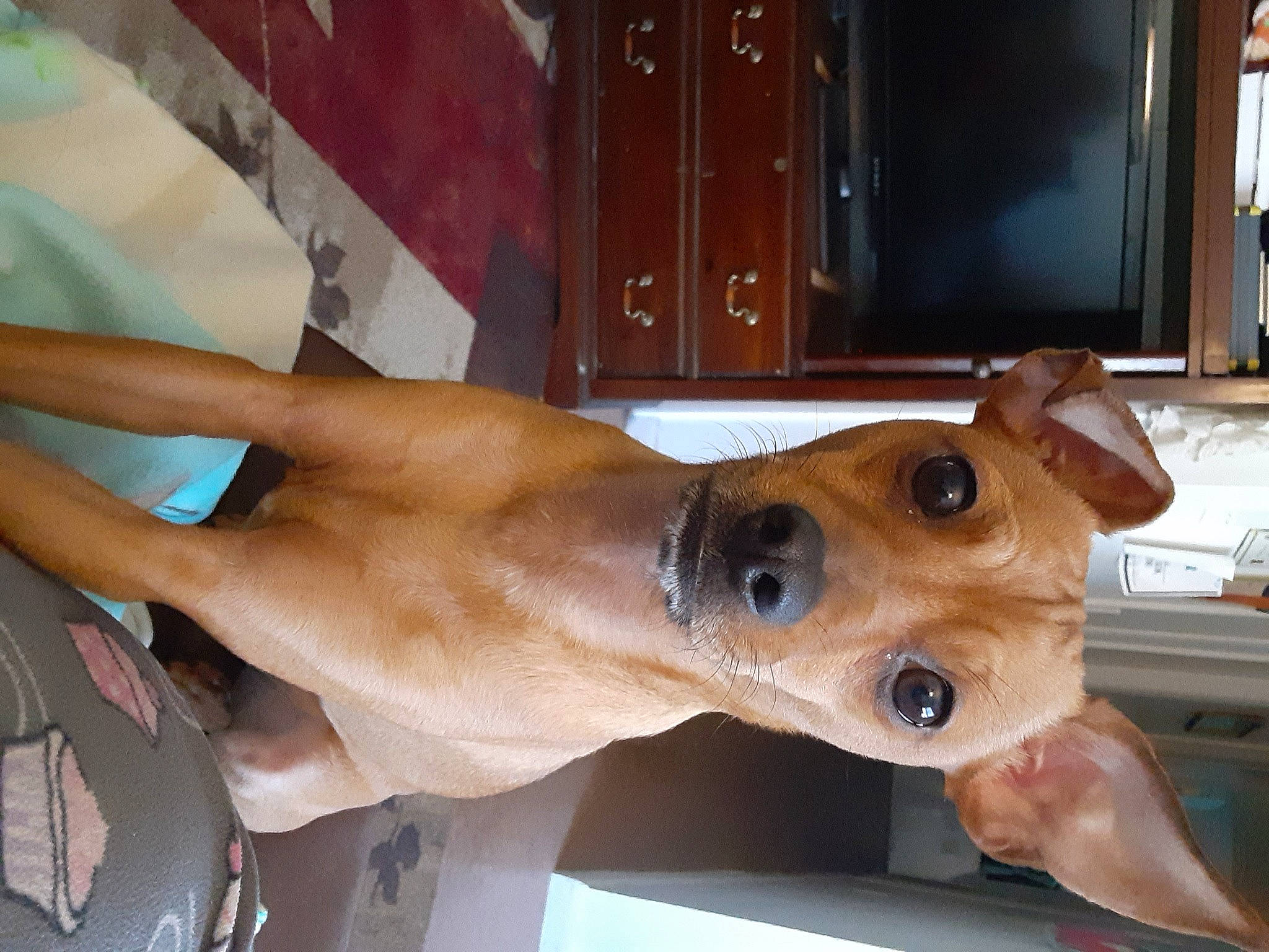 River is registered to the contest to win money with this photo: cabinetry, canidae, carnivore, chest, companion_dog, dog, dog_breed, ear, eyewear, fawn, flooring, hardwood, liver, non_sporting_group, snout, sporting_group, varnish, whiskers, wood, working_animal