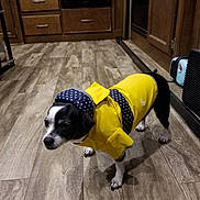 Cookie joined the competition — help win amazing prizes! dog, pet, raincoat, yellow, polka_dot, floor, wooden_floor, indoor, kitchen, cabinet, black_and_white, small_dog, clothing, animal, canine, fur, domestic, cute, standing, apparel