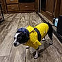 dog, pet, raincoat, yellow, polka_dot, floor, wooden_floor, indoor, kitchen, cabinet, black_and_white, small_dog, clothing, animal, canine, fur, domestic, cute, standing, apparel