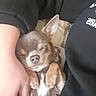 dog, chihuahua, sleeping, pet, cute, small_dog, human_hand, cozy, nap, fur, animal, resting, indoor, brown_dog, white_markings, paw, relaxed, companion, friendship, comfort
