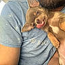 dog, puppy, person, arm, shirt, blue_shirt, beard, tongue_out, pet, cute, close_up, indoor, casual, affection, holding, fur, ears, face, snout, light