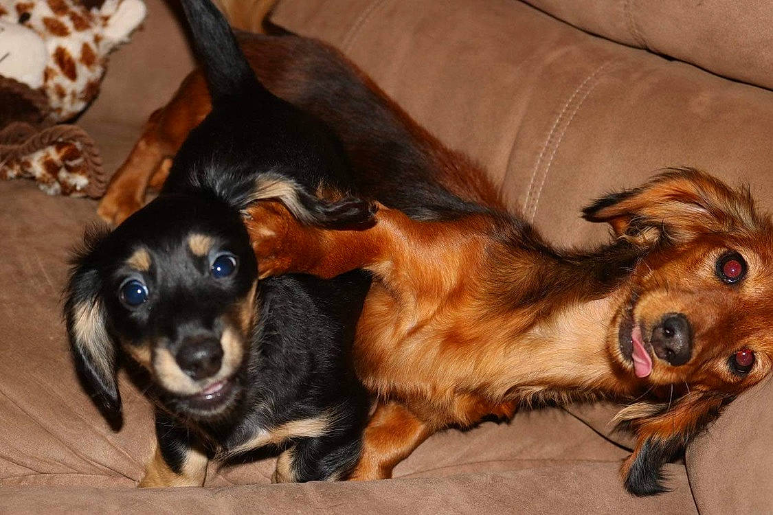 Sandy joined the competition — help win amazing prizes! canidae, carnivore, claw, comfort, companion_dog, couch, dog, dog_breed, ear, fawn, fur, liver, mammal, paw, snout, sporting_group, toy_dog, whiskers, working_animal, working_dog