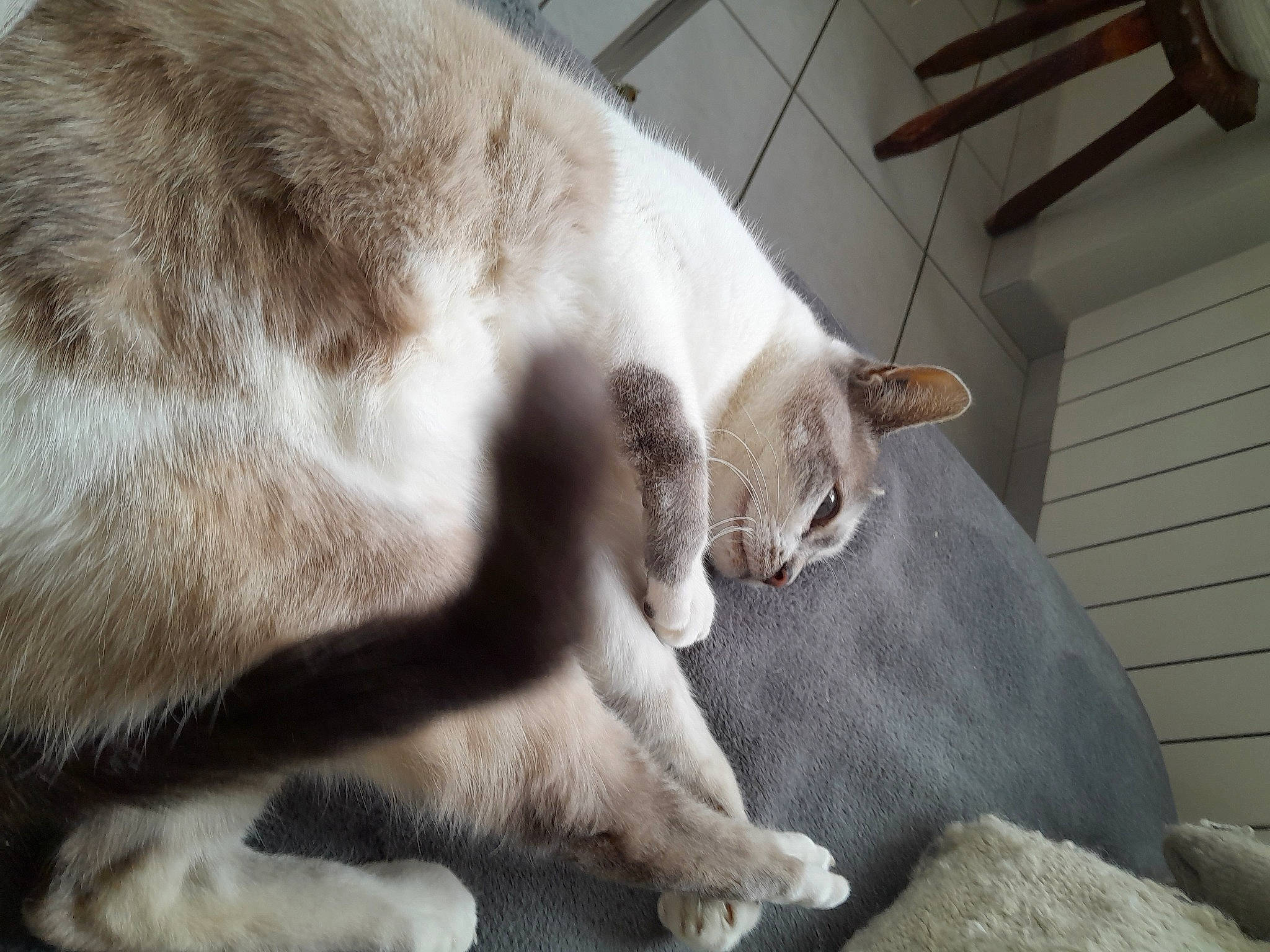 Chance a rejoint le concours — aidez-le/la à gagner de superbes lots ! canidae, carnivore, cat, comfort, domestic_short_haired_cat, fawn, felidae, fur, nap, paw, small_to_medium_sized_cats, snout, tail, terrestrial_animal, whiskers, wood