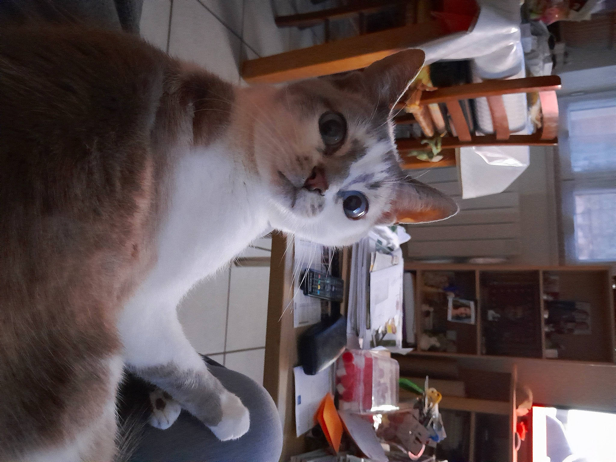 Chance a rejoint le concours — aidez-le/la à gagner de superbes lots ! balinese, canidae, carnivore, cat, collar, companion_dog, dog_breed, domestic_short_haired_cat, door, ear, fawn, felidae, fur, machine, pet_supply, small_to_medium_sized_cats, snout, sporting_group, tail, whiskers