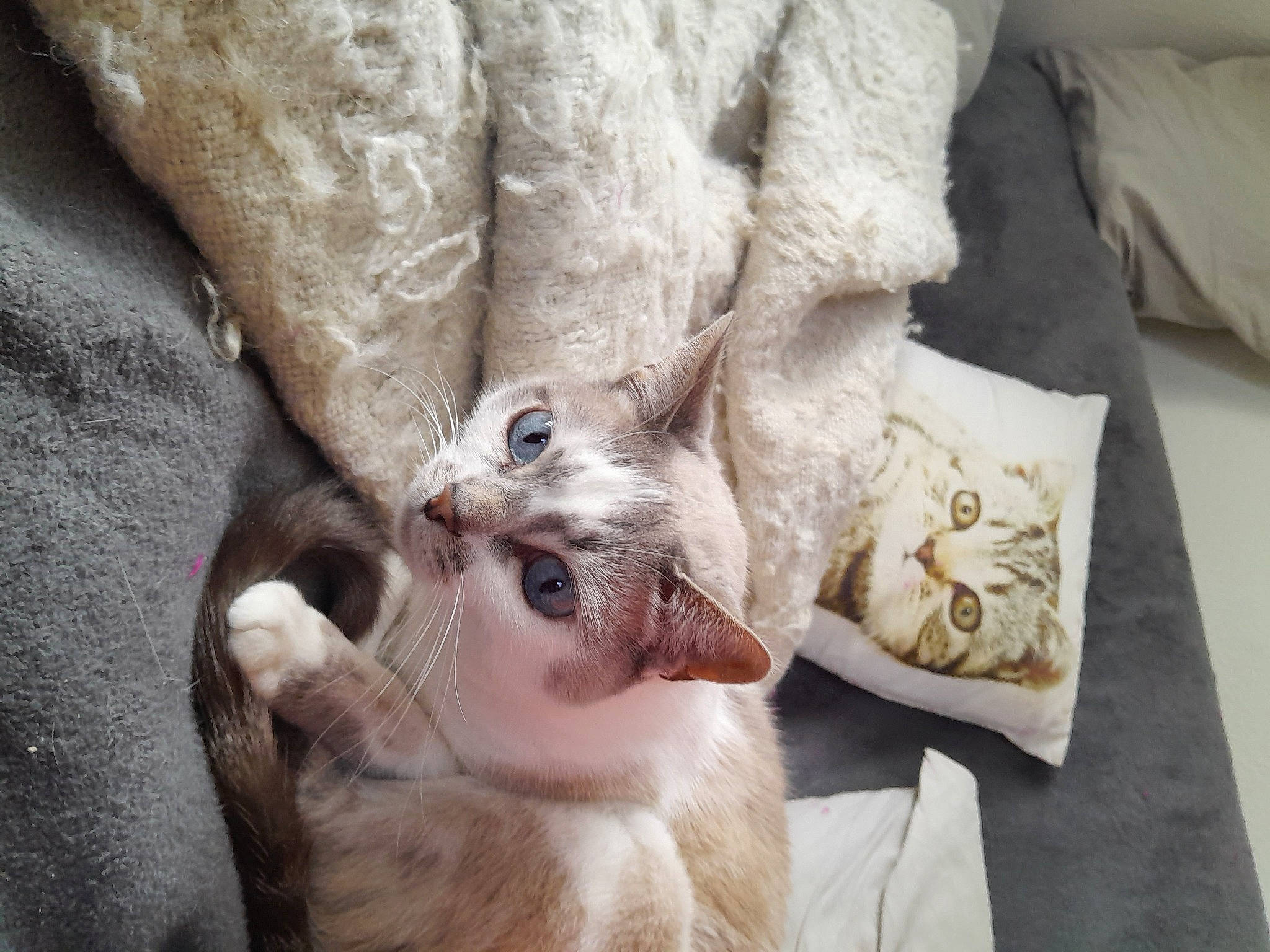 Chance a rejoint le concours — aidez-le/la à gagner de superbes lots ! carnivore, cat, claw, comfort, companion_dog, domestic_short_haired_cat, fawn, felidae, fur, gesture, linens, nail, paw, small_to_medium_sized_cats, snout, tail, whiskers