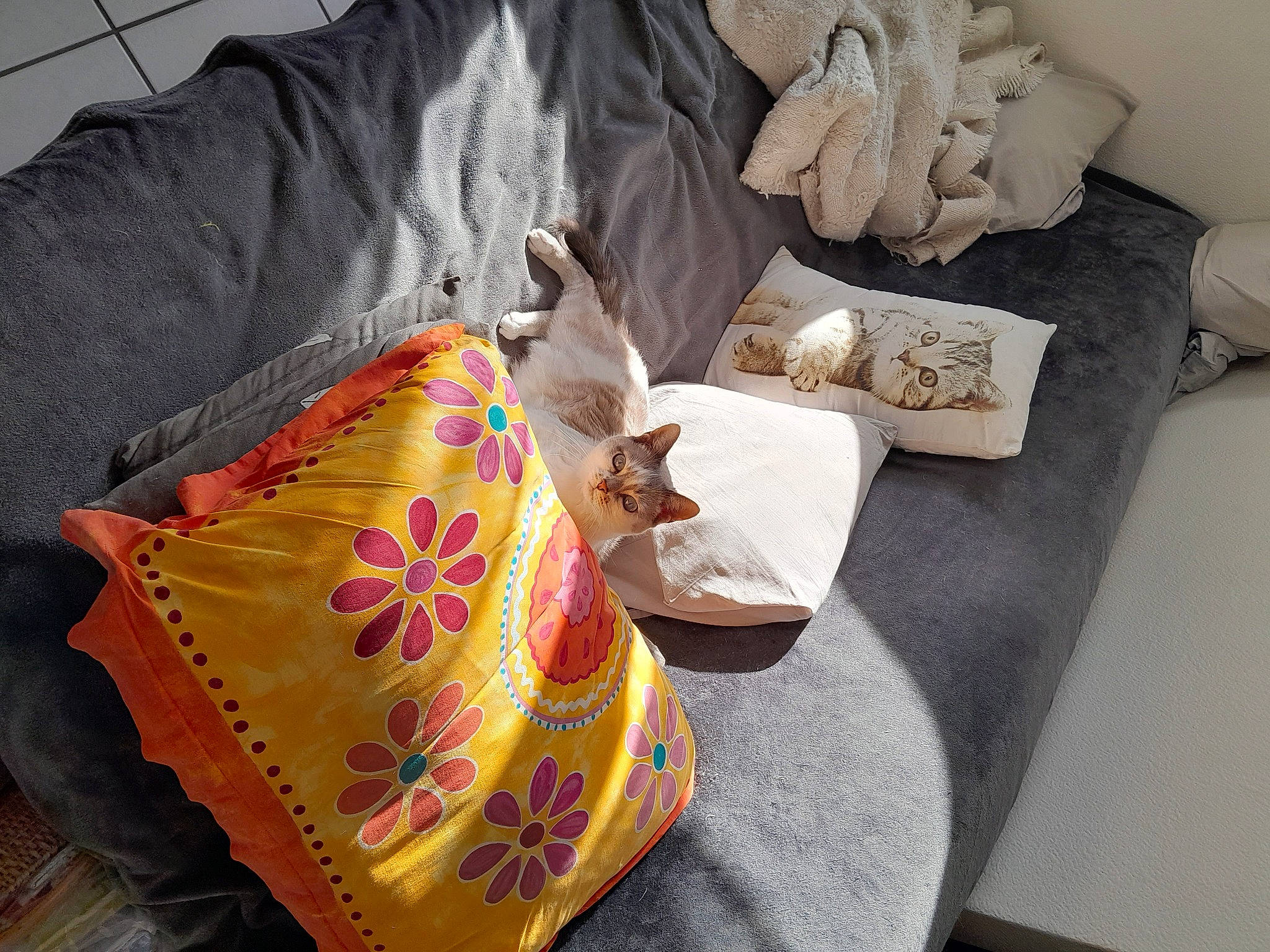 Chance participe au concours pour gagner de l'argent avec cette photo : bag, bed_sheet, bedding, blanket, carmine, comfort, couch, cushion, fawn, felidae, linens, luggage_and_bags, pattern, pillow, room, small_to_medium_sized_cats, textile, throw_pillow, toy, visual_arts