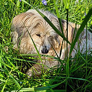 Micha a rejoint le concours — aidez-le/la à gagner de superbes lots ! dog, grass, flower, purple_flower, outdoor, nature, sleeping, sunlight, greenery, pet, fur, animal, peaceful, summer, resting, closeup, muzzle, canine, wildflowers, shadows