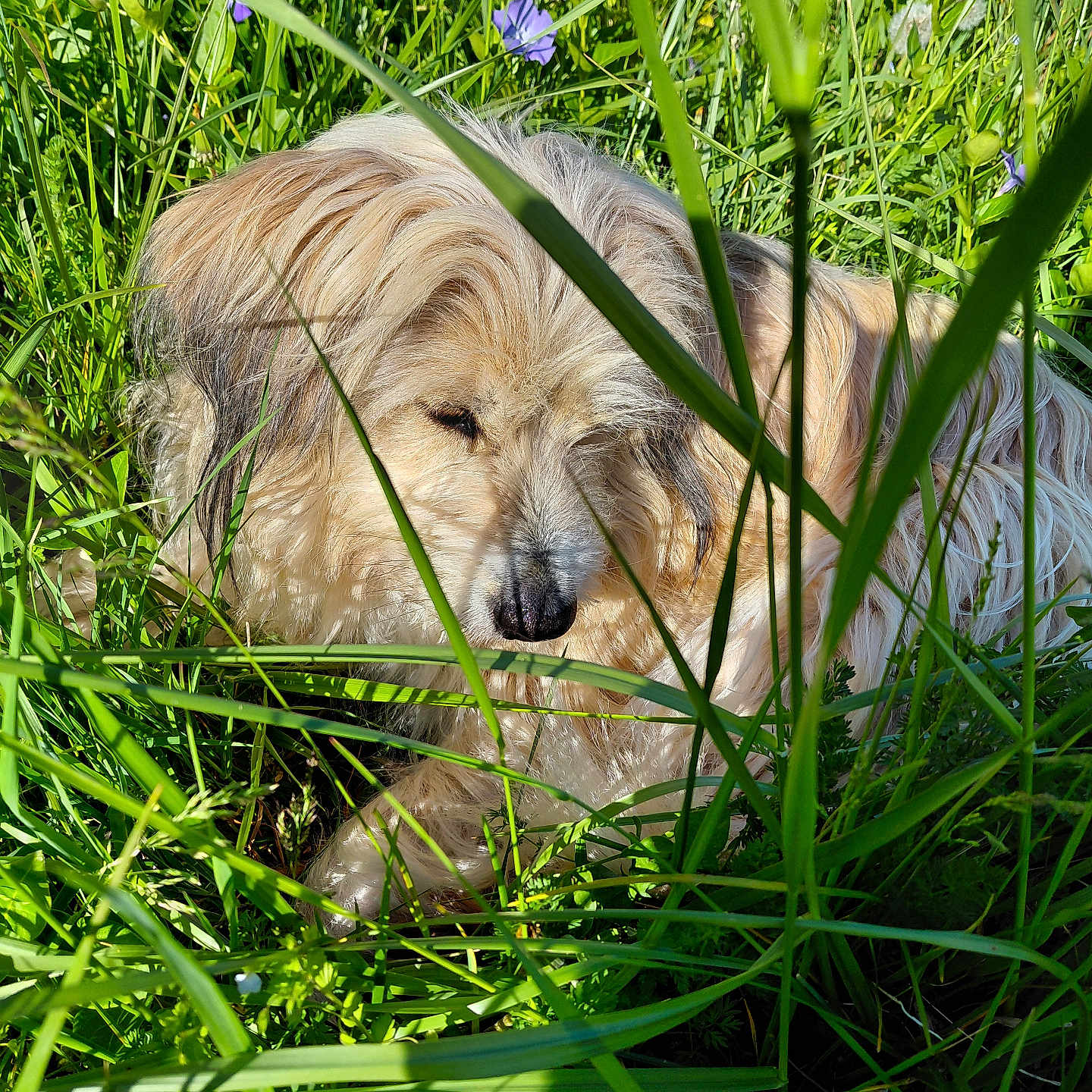 Micha a rejoint le concours — aidez-le/la à gagner de superbes lots ! dog, grass, flower, purple_flower, outdoor, nature, sleeping, sunlight, greenery, pet, fur, animal, peaceful, summer, resting, closeup, muzzle, canine, wildflowers, shadows