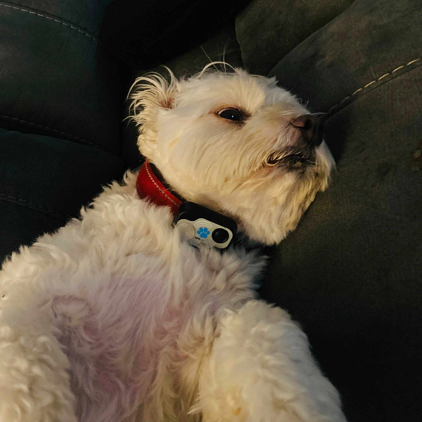 Lulu is registered to the contest to win money with this photo: animal, close_up, collar, companion, couch, cozy, curly_fur, cute, dog, domestic_animal, fur, furniture, indoor, laying_down, pet, relaxed, resting, side_view, tracker, white_dog