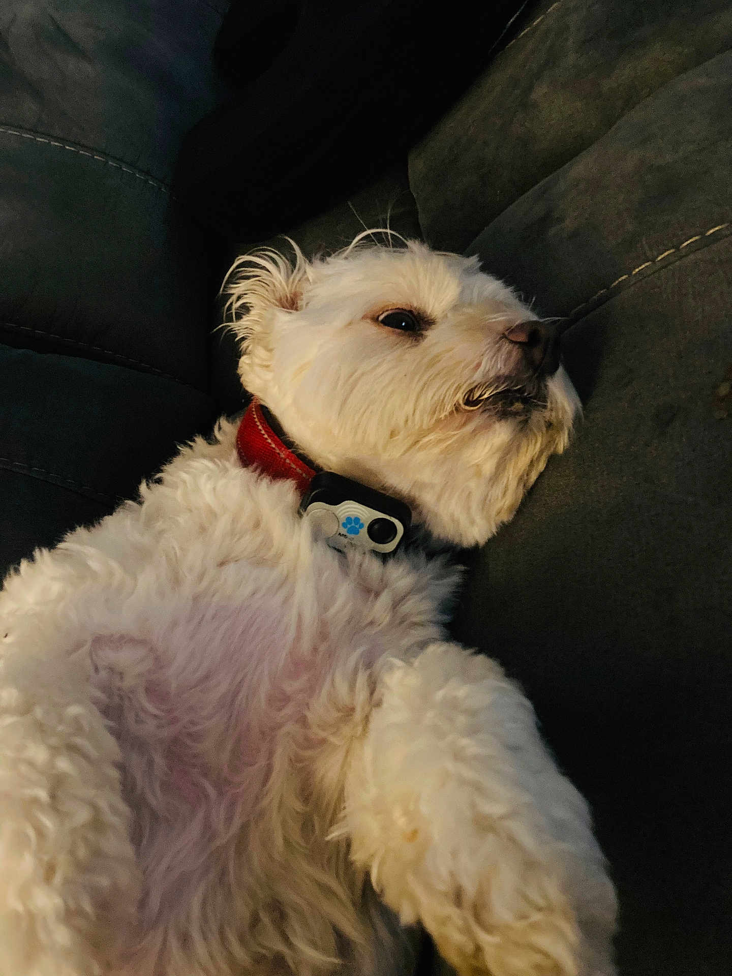 Lulu is registered to the contest to win money with this photo: dog, white_dog, pet, collar, tracker, couch, furniture, relaxed, curly_fur, indoor, animal, laying_down, side_view, close_up, cozy, domestic_animal, fur, resting, companion, cute