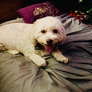 Lulu is registered to the contest to win money with this photo: animal, bed, blanket, canine, companion, cozy, cute, dog, domestic, fur, furniture, happy, indoor, pet, pillow, resting, sleeping_area, tongue_out, white_dog, wood