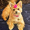 dog, small_dog, fluffy, pink_bow, pink_collar, pet, indoor, blanket, cute, animal, fur, ears, lying_down, looking_at_camera, domestic_animal, adorable, face, collar_bell, resting, fur_texture