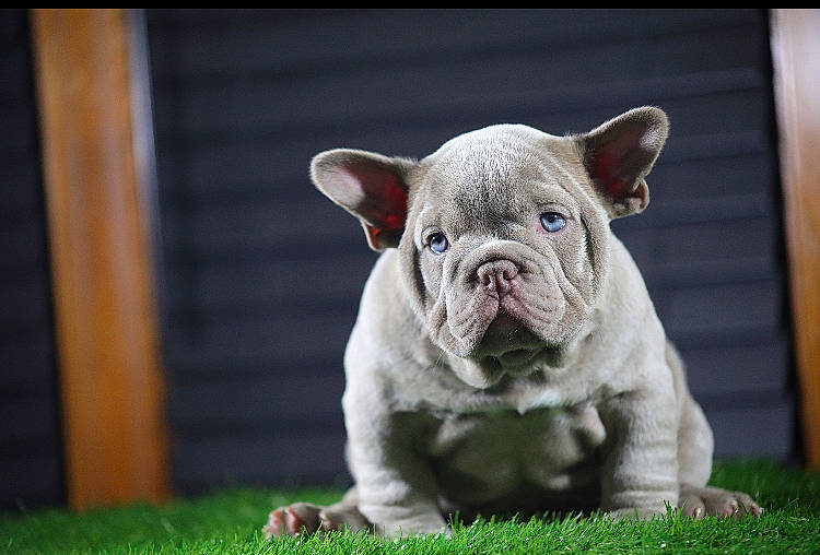 Cheatcode joined the competition — help win amazing prizes! australian_bulldog, british_bulldogs, bulldog, canidae, carnivore, companion_dog, dog, dog_breed, fawn, french_bulldog, grass, mammal, non_sporting_group, old_english_bulldog, olde_english_bulldogge, puppy, snout, toy_bulldog, vertebrate, white_english_bulldog