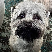 Mocha is registered to the contest to win money with this photo: dog, pet, canine, gray_fur, fluffy, indoor, carpet, closeup, face, eyes, snout, cute, animal, mammal, domestic, fur, whiskers, small_dog, companion, friendly