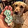 Dodger
