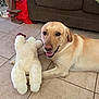 dog, labrador, stuffed_animal, toy, floor, tile, couch, indoor, pet, smiling, happy, brown, white, plaid, person, clothing, relaxing, home, animal, companion