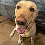 dog, golden_retriever, labrador, indoor, floor, tongue_out, happy, pet, animal, canine, closeup, looking_up, brown_eyes, fur, muzzle, paw, smiling, companion, friendly, cute