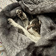 Nala is registered to the contest to win money with this photo: cat, sleeping, blanket, cozy, fur, paws, relaxed, indoor, bed, comfort, cute, pet, animal, tabby, whiskers, soft, nap, rest, warm, sleep