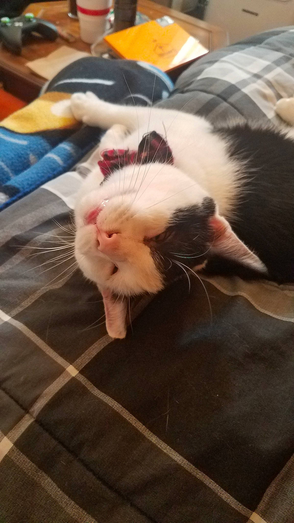 Boosh joined the competition — help win amazing prizes! carnivore, cat, facial_expression, fawn, felidae, fur, kitten, leg, nap, small_to_medium_sized_cats, snout, whiskers, yawn