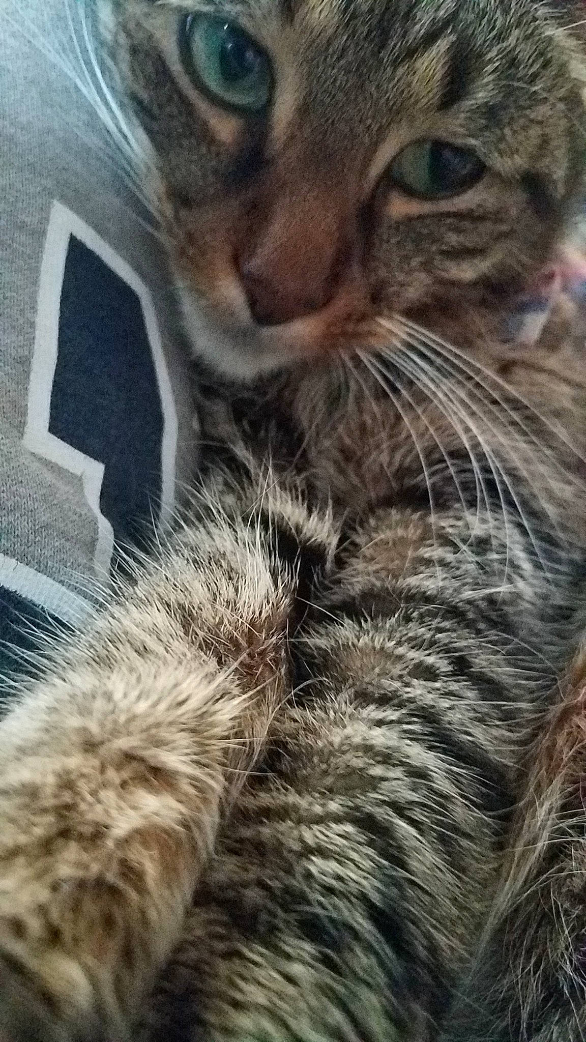 Donnie joined the competition — help win amazing prizes! asian, california_spangled, carnivore, cat, close_up, domestic_short_haired_cat, dragon_li, egyptian_mau, european_shorthair, felidae, fur, kitten, ocicat, oriental_longhair, photography, pixie_bob, small_to_medium_sized_cats, snout, tabby_cat, whiskers