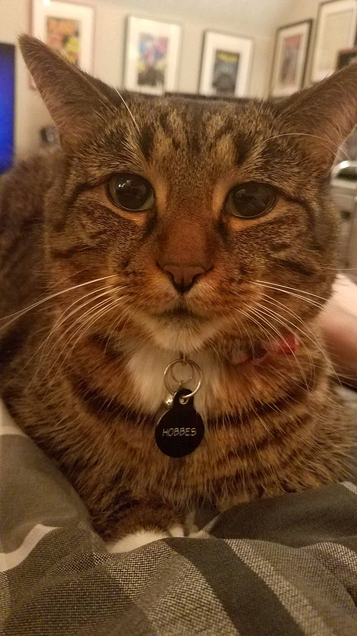 Donnie is registered to the contest to win money with this photo: asian, california_spangled, carnivore, cat, chausie, close_up, domestic_short_haired_cat, dragon_li, egyptian_mau, european_shorthair, felidae, mammal, ocicat, pixie_bob, small_to_medium_sized_cats, snout, tabby_cat, vertebrate, whiskers, wild_cat