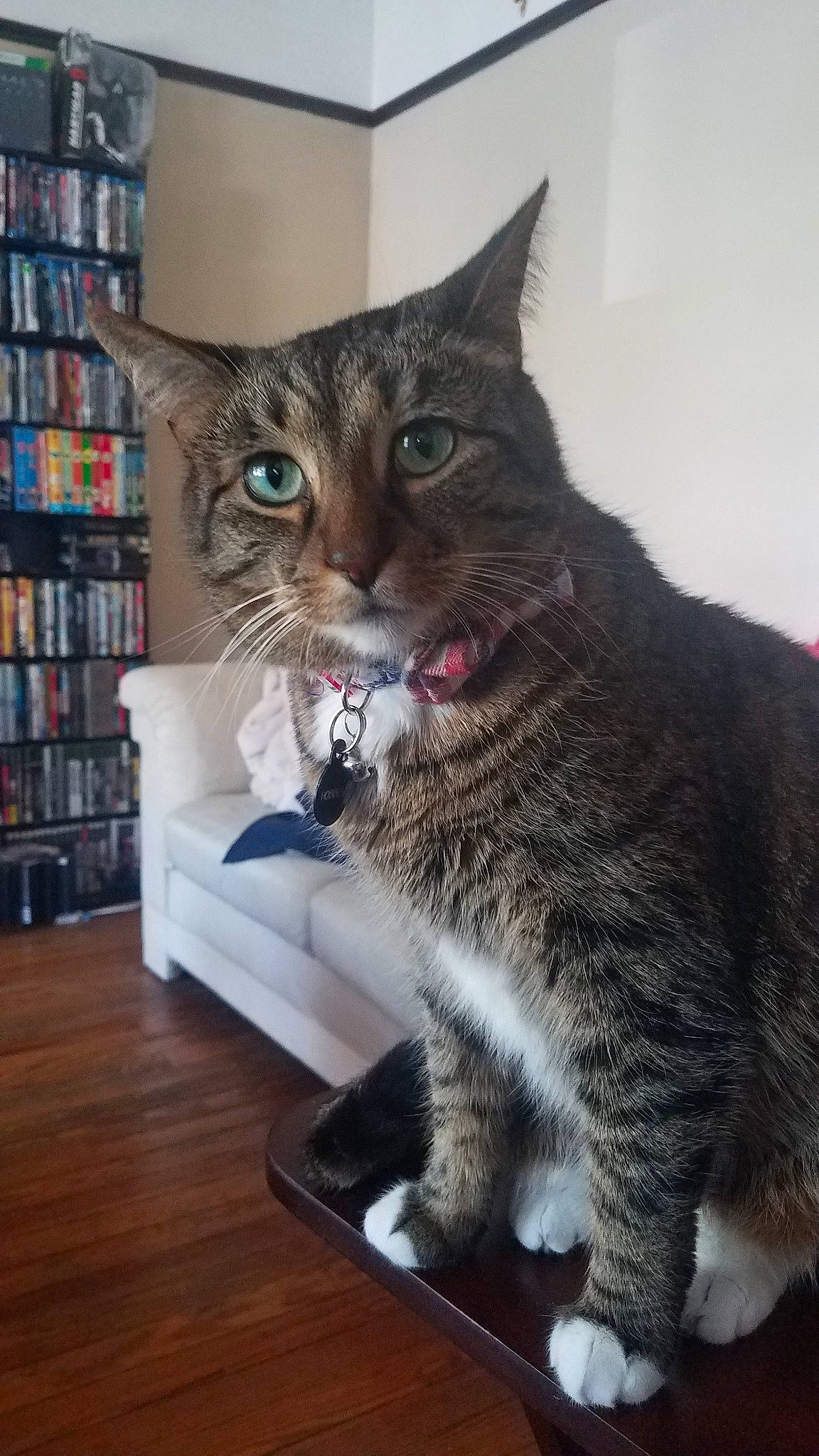 Donnie is registered to the contest to win money with this photo: aegean_cat, american_shorthair, american_wirehair, asian, california_spangled, carnivore, cat, domestic_short_haired_cat, dragon_li, european_shorthair, felidae, fur, kitten, mammal, pixie_bob, small_to_medium_sized_cats, snout, tabby_cat, vertebrate, whiskers