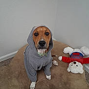 Sunny joined the competition — help win amazing prizes! dog, hoodie, pet, indoor, brown_cushion, stuffed_toy, teddy_bear, carpet, wall, cute, animal, sitting, looking_at_camera, casual, cozy, playful, domestic, companion, portrait, friendly