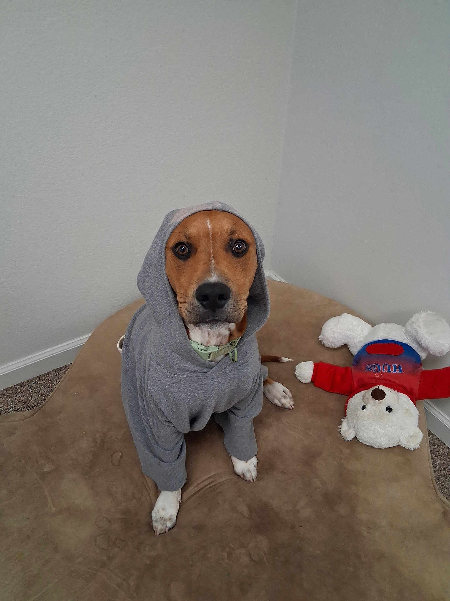 Sunny joined the competition — help win amazing prizes! dog, hoodie, pet, indoor, brown_cushion, stuffed_toy, teddy_bear, carpet, wall, cute, animal, sitting, looking_at_camera, casual, cozy, playful, domestic, companion, portrait, friendly