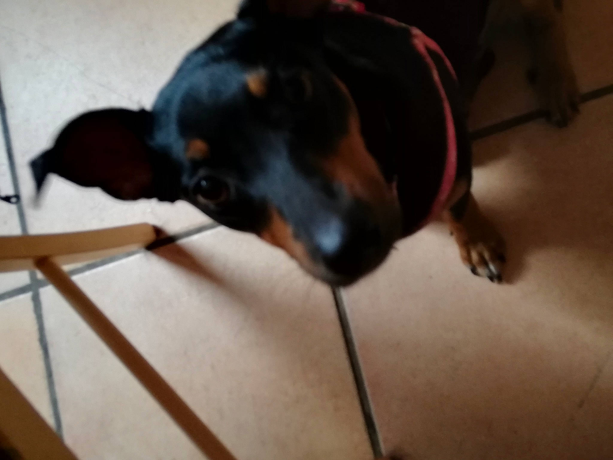 Princesse participe au concours pour gagner de l'argent avec cette photo : austrian_black_and_tan_hound, canidae, carnivore, dachshund, dobermann, dog, dog_breed, german_pinscher, guard_dog, manchester_terrier, miniature_pinscher, pinscher, prazsky_krysarik, snout, sporting_group, toy_manchester_terrier, transylvanian_hound, working_dog