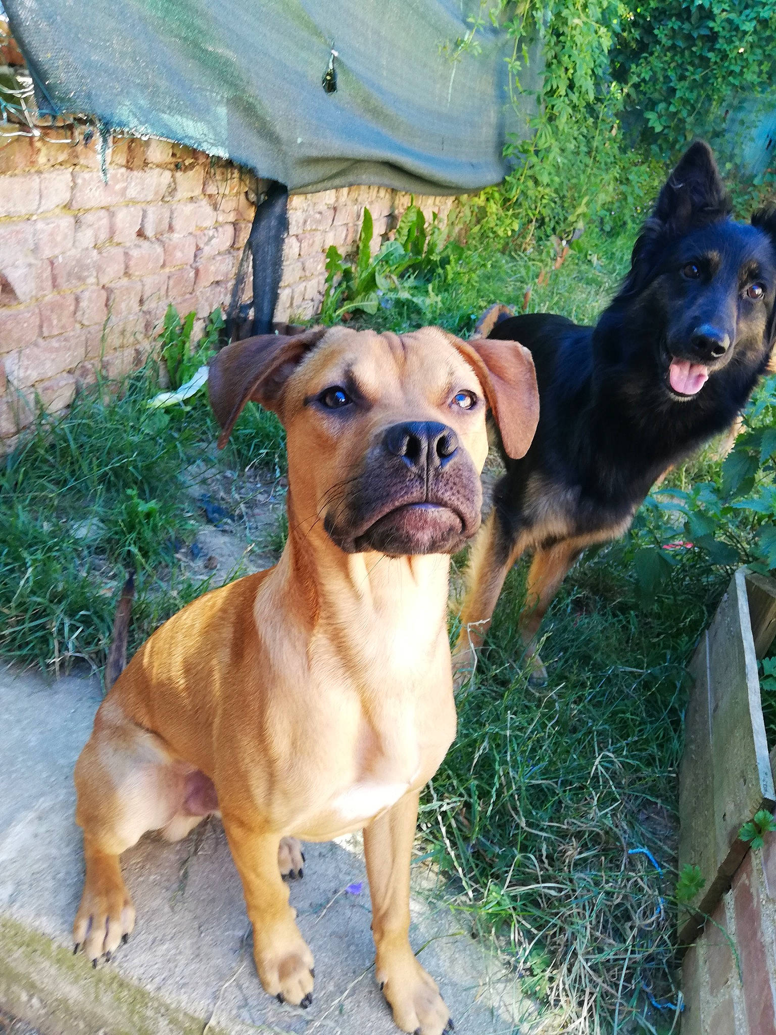 Spike a rejoint le concours — aidez-le/la à gagner de superbes lots ! alano_espanol, ancient_dog_breeds, boerboel, boxer, bullmastiff, canidae, carlin_pinscher, carnivore, companion_dog, dog, dog_breed, fawn, mammal, perro_de_presa_mallorquin, rare_breed_dog, snout, sporting_group, vertebrate, working_dog