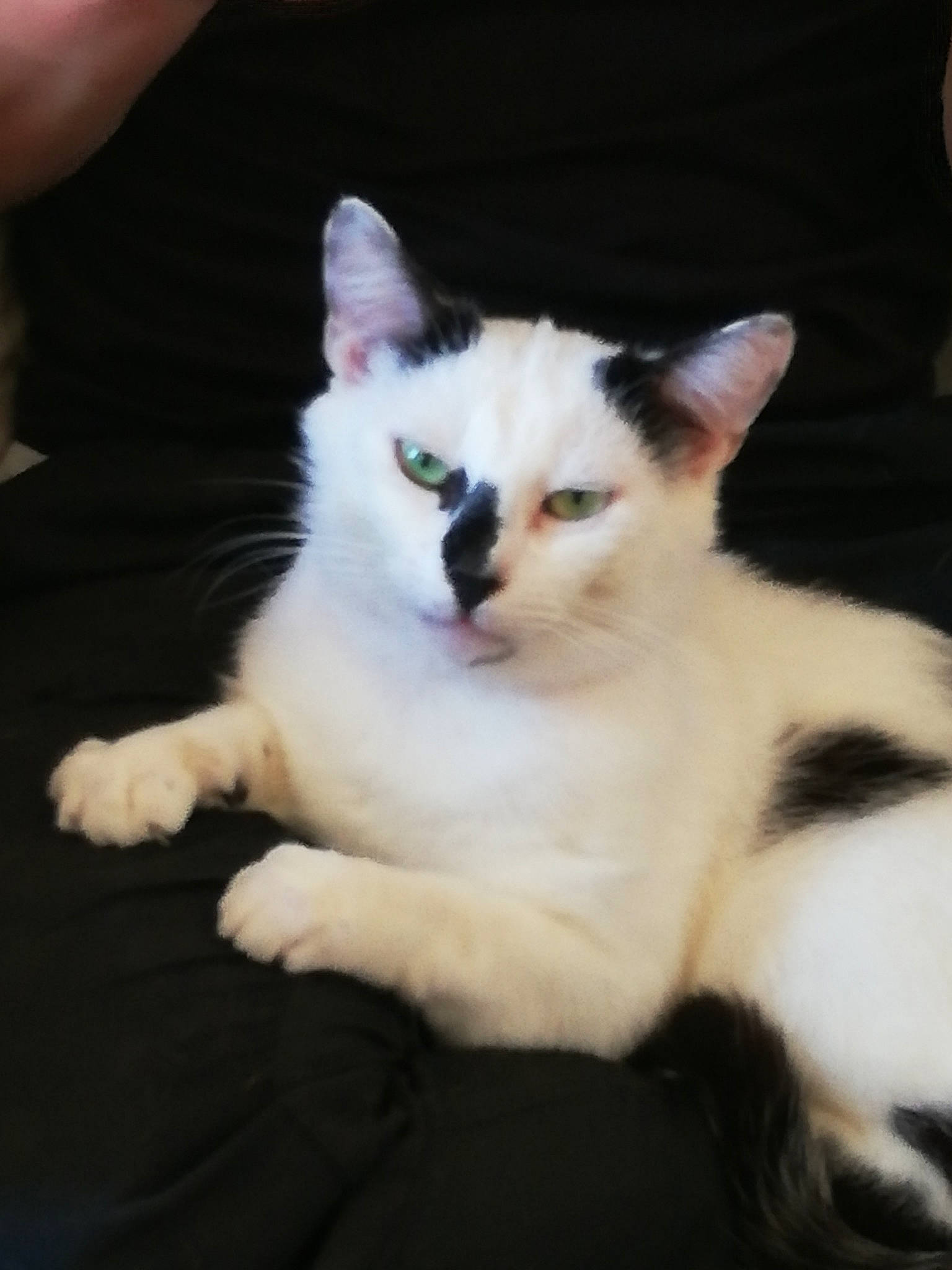 Loulou  a rejoint le concours — aidez-le/la à gagner de superbes lots ! asian, burmilla, carnivore, cat, colorpoint_shorthair, ear, eye, felidae, fur, japanese_bobtail, javanese, kitten, mammal, nose, ragdoll, small_to_medium_sized_cats, turkish_angora, turkish_van, vertebrate, whiskers