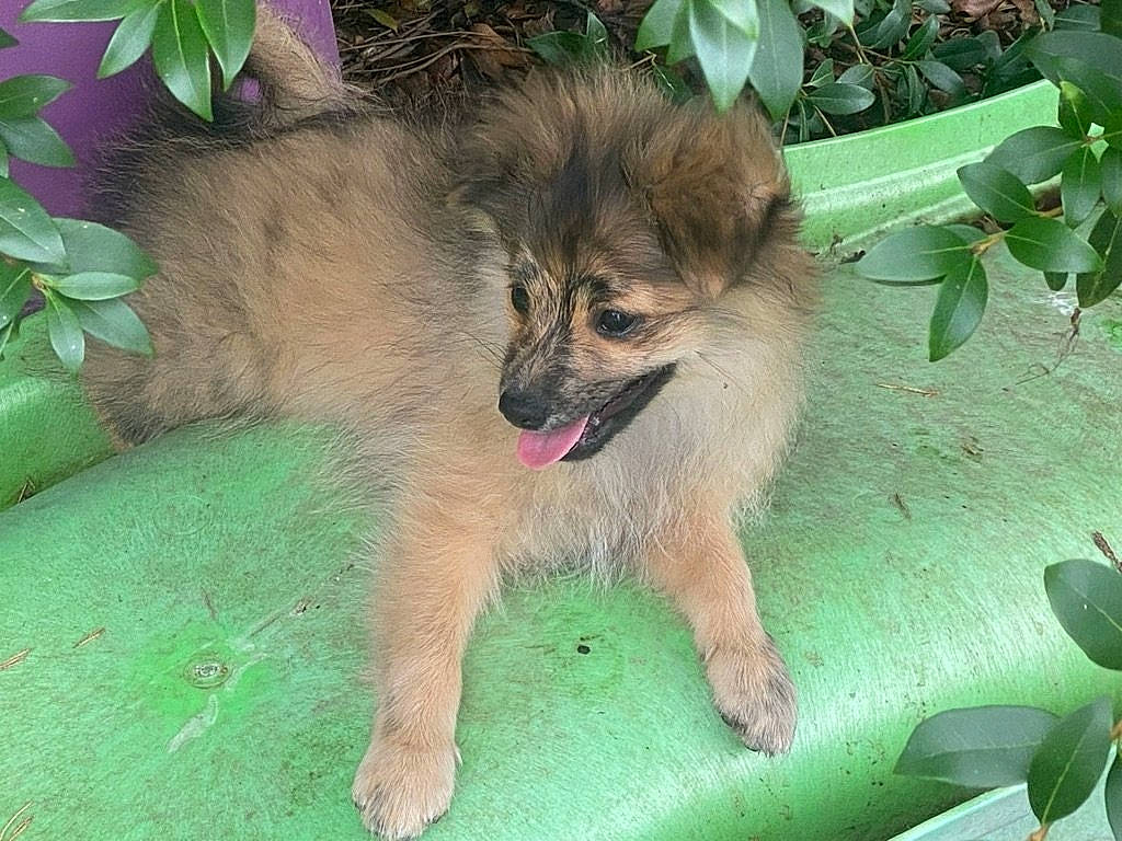 Youki participe au concours pour gagner de l'argent avec cette photo : ancient_dog_breeds, canidae, carnivore, companion_dog, dog, dog_breed, fawn, fur, grass, non_sporting_group, old_german_shepherd_dog, paw, plant, puppy, snout, sporting_group, terrestrial_animal, toy_dog, wildlife, working_animal