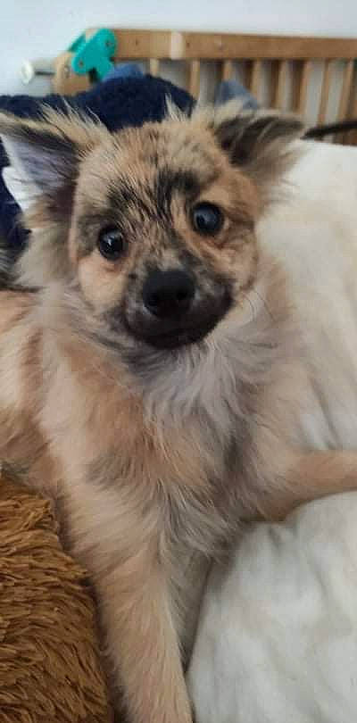 Youki a rejoint le concours — aidez-le/la à gagner de superbes lots ! ancient_dog_breeds, art, canidae, carnivore, companion_dog, dog, dog_breed, eye, fawn, fur, puppy, snout, sporting_group, terrestrial_animal, toy_dog, whiskers, wildlife, wood, working_animal, working_dog