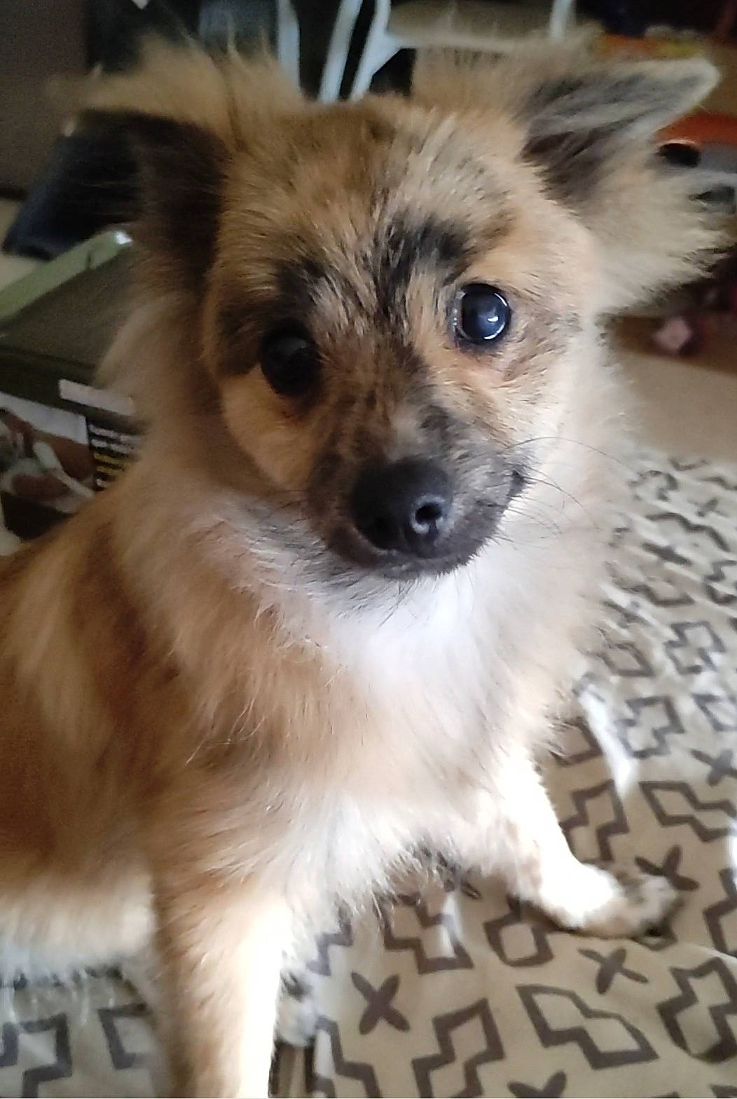 Youki a rejoint le concours — aidez-le/la à gagner de superbes lots ! ancient_dog_breeds, canidae, carnivore, companion_dog, dog, dog_breed, dog_supply, fawn, fur, non_sporting_group, pomeranian, puppy, snout, sporting_group, terrestrial_animal, toy_dog, whiskers, working_animal, working_dog