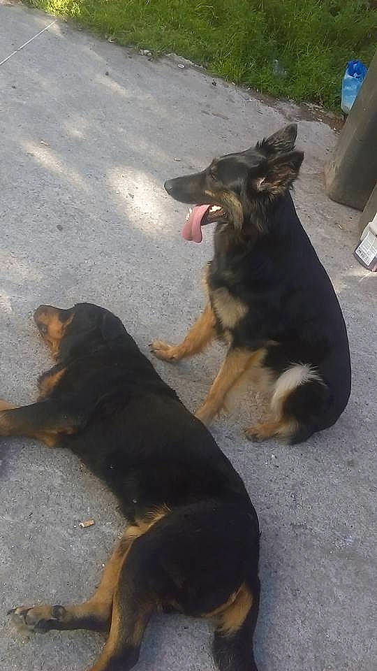 Tania participe au concours pour gagner de l'argent avec cette photo : canidae, carnivore, dog, dog_breed, east_european_shepherd, fawn, german_shepherd_dog, herding_dog, king_shepherd, mammal, old_german_shepherd_dog, police_dog, street_dog, working_dog