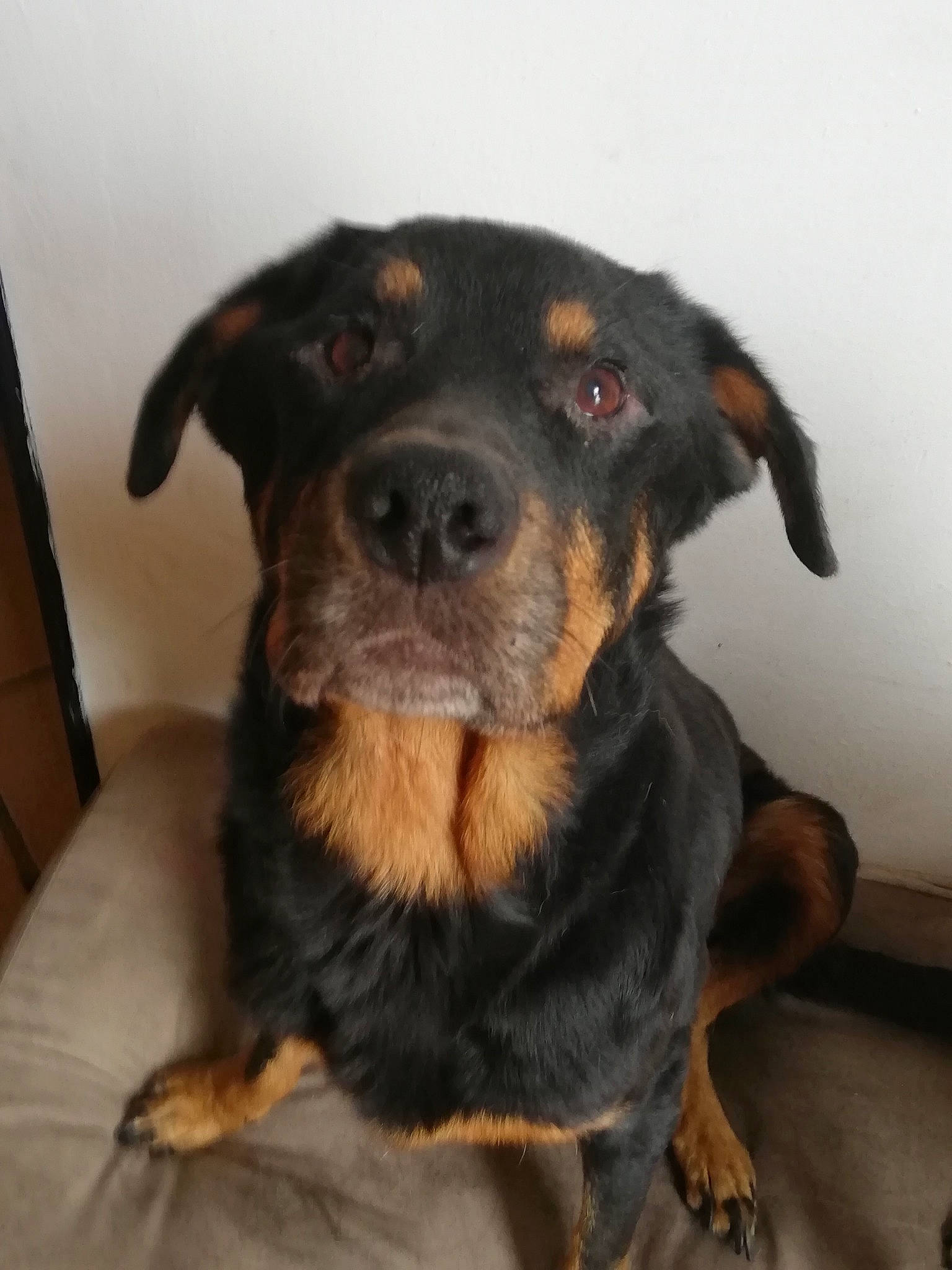 Tania participe au concours pour gagner de l'argent avec cette photo : austrian_black_and_tan_hound, beauceron, black_and_tan_terrier, canidae, carlin_pinscher, carnivore, companion_dog, dog, dog_breed, huntaway, mammal, rottweiler, snout, sporting_group, vertebrate