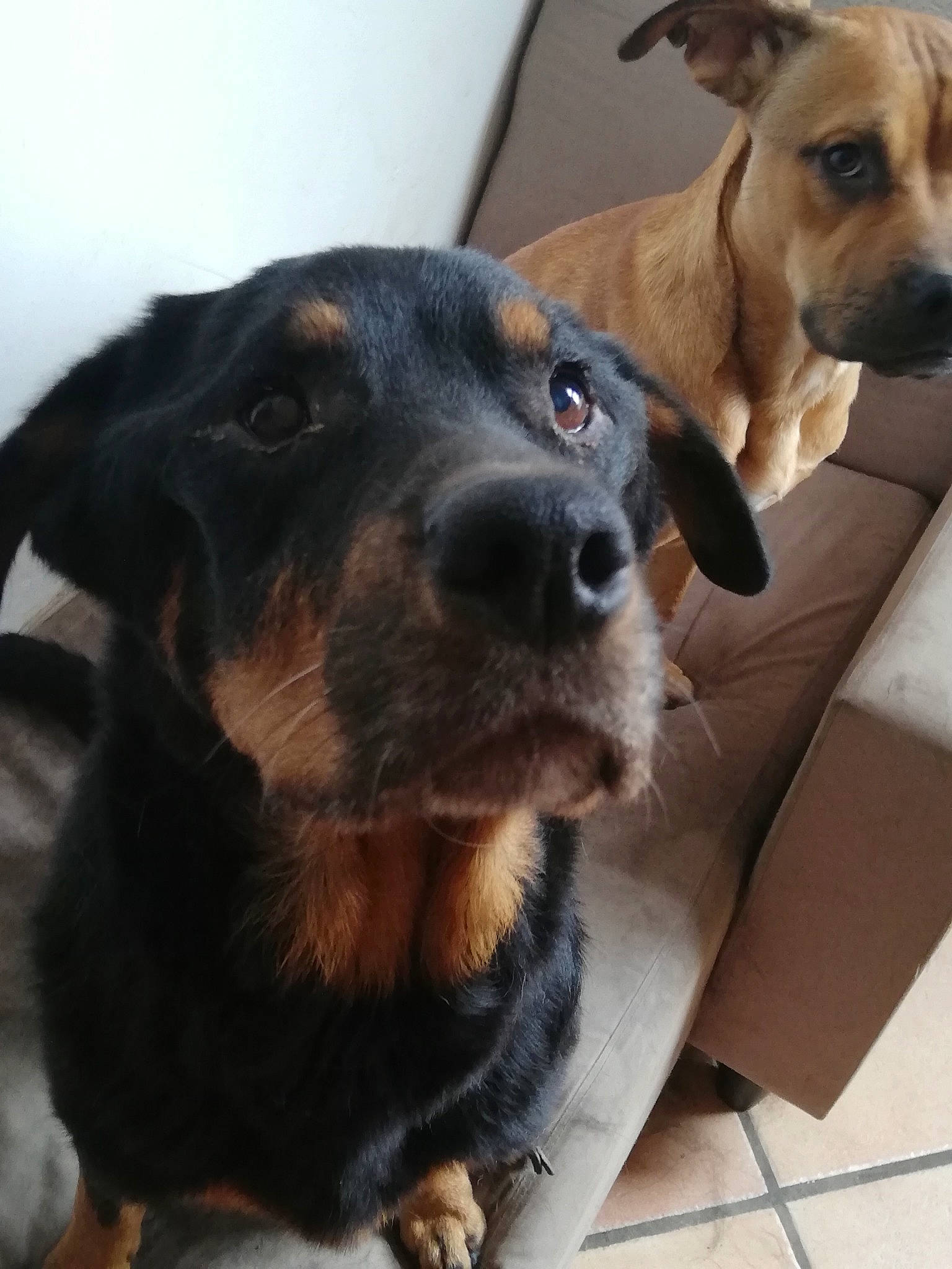 Tania a rejoint le concours — aidez-le/la à gagner de superbes lots ! beagador, black_and_tan_terrier, canidae, carnivore, dachshund, dog, dog_breed, ear, fawn, huntaway, hunting_dog, mammal, nose, puppy, rare_breed_dog, snout, sporting_group, vertebrate, whiskers