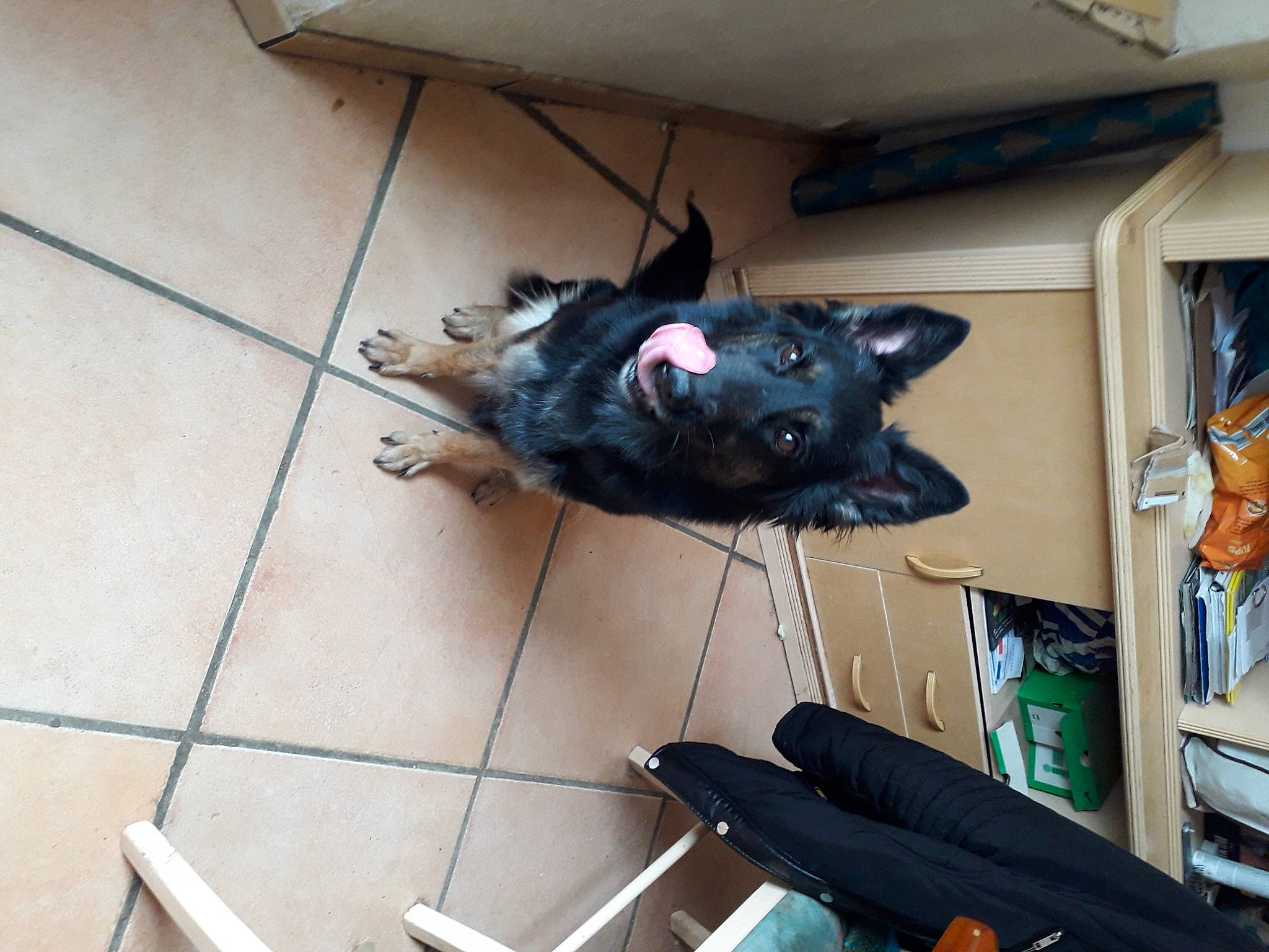 Castiel participe au concours pour gagner de l'argent avec cette photo : canidae, carnivore, dog, dog_breed, fawn, sporting_group