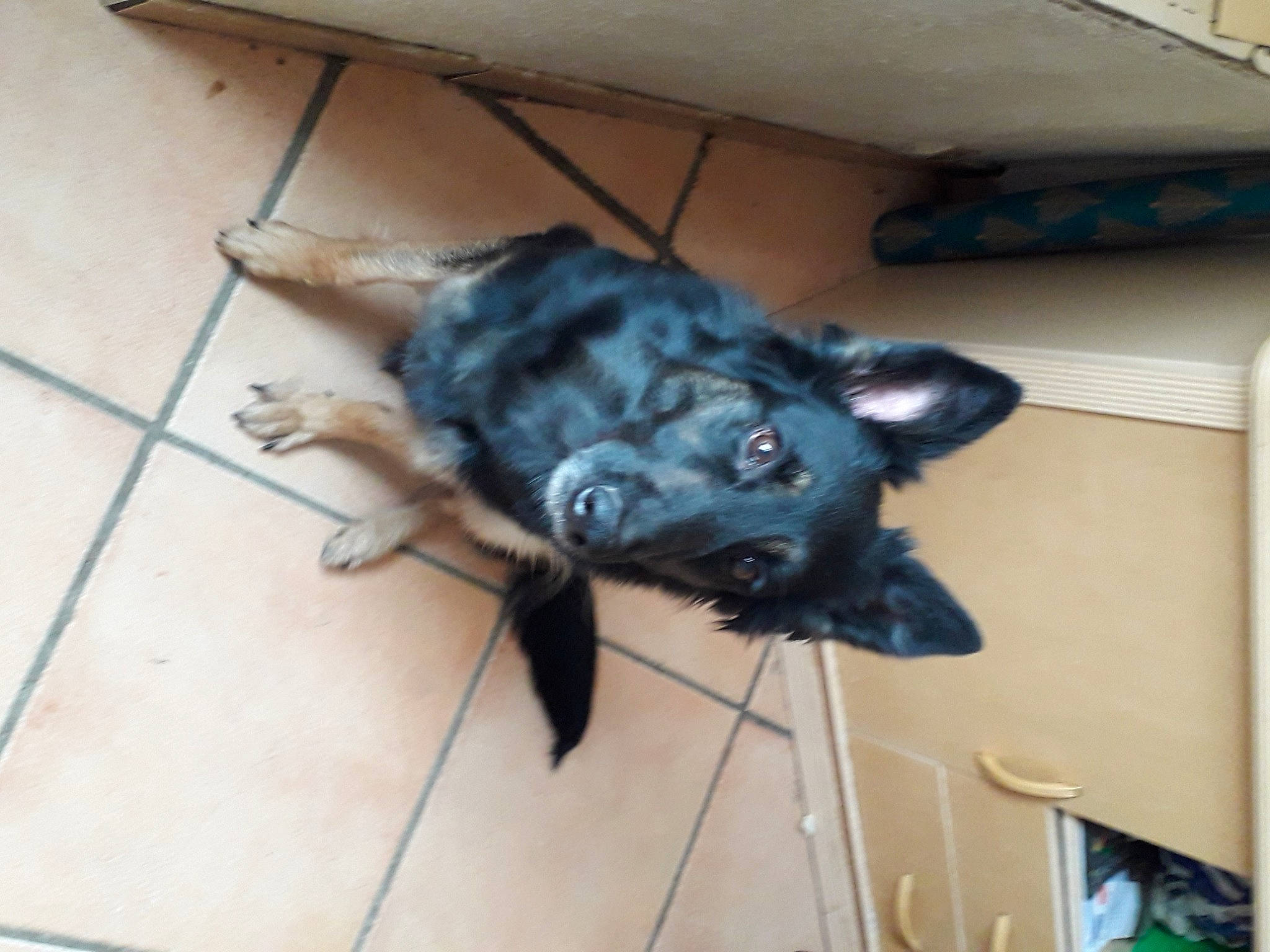 Castiel a rejoint le concours — aidez-le/la à gagner de superbes lots ! canidae, carnivore, dog, dog_breed, mudi, non_sporting_group, puppy, sporting_group