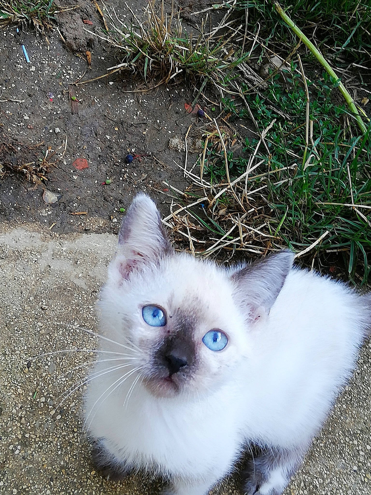 Liloue a rejoint le concours — aidez-le/la à gagner de superbes lots ! balinese, carnivore, cat, colorpoint_shorthair, domestic_short_haired_cat, ear, eye, felidae, fur, grass, iris, kitten, mammal, ojos_azules, ragdoll, siamese, small_to_medium_sized_cats, thai, turkish_angora, whiskers