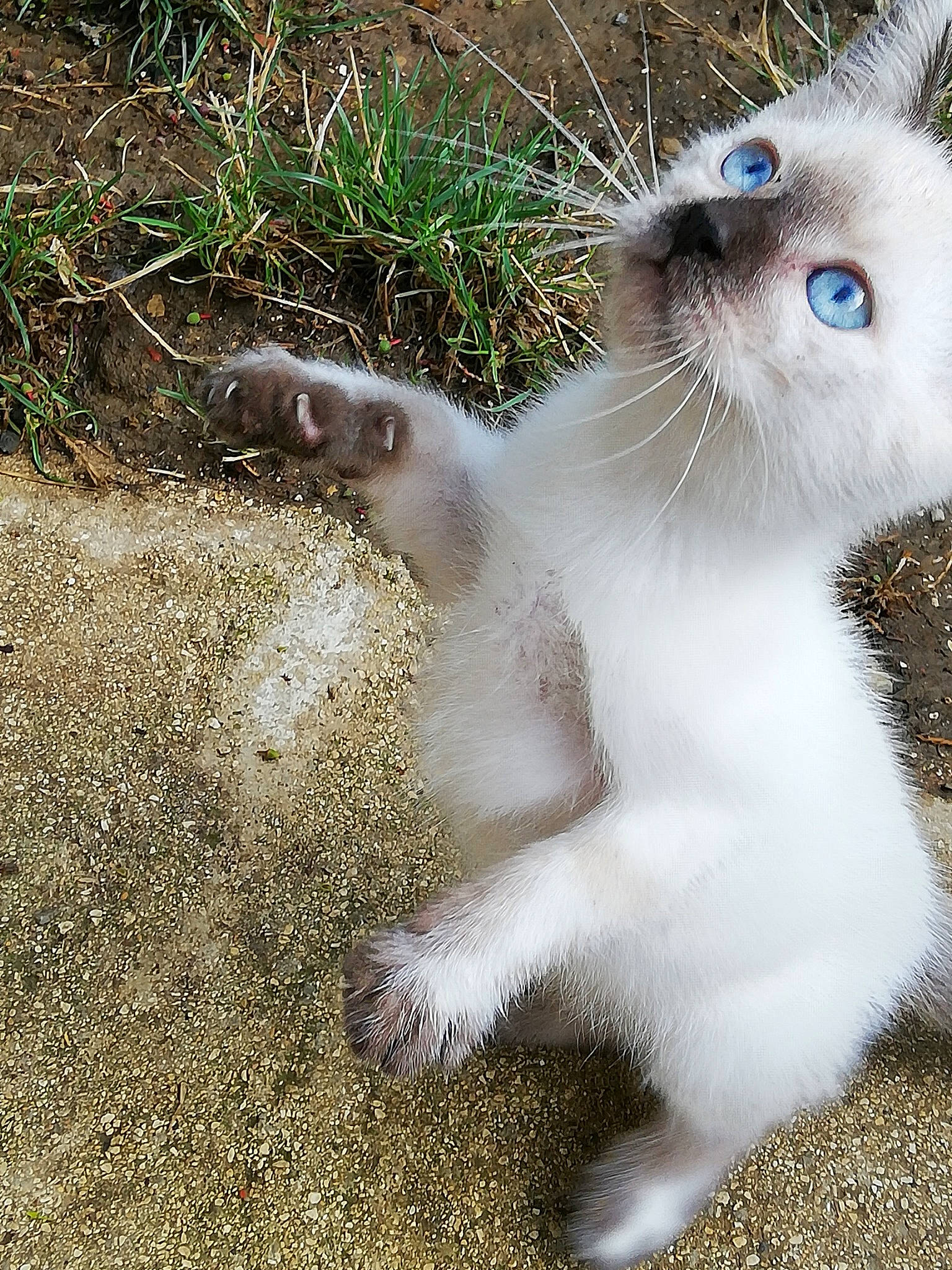 Liloue participe au concours pour gagner de l'argent avec cette photo : carnivore, cat, claw, ear, eye, fawn, felidae, fur, grass, kitten, nose, paw, polydactyl_cat, ragdoll, scottish_fold, small_to_medium_sized_cats, snout, tail, thai, whiskers