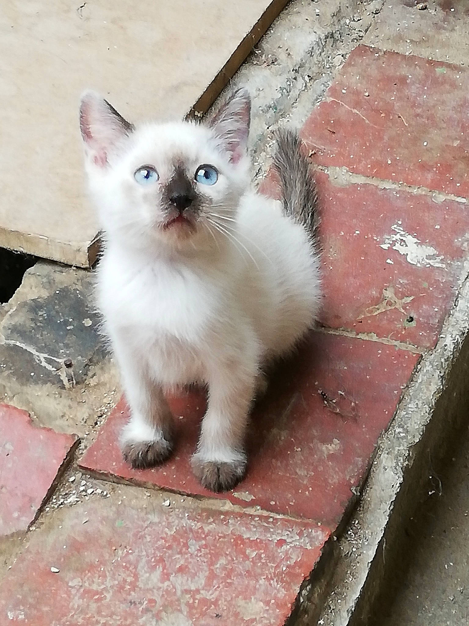 Liloue a rejoint le concours — aidez-le/la à gagner de superbes lots ! balinese, carnivore, cat, colorpoint_shorthair, eye, felidae, iris, javanese, kitten, mammal, ojos_azules, ragdoll, siamese, skin, small_to_medium_sized_cats, thai, tonkinese, turkish_angora, vertebrate, whiskers