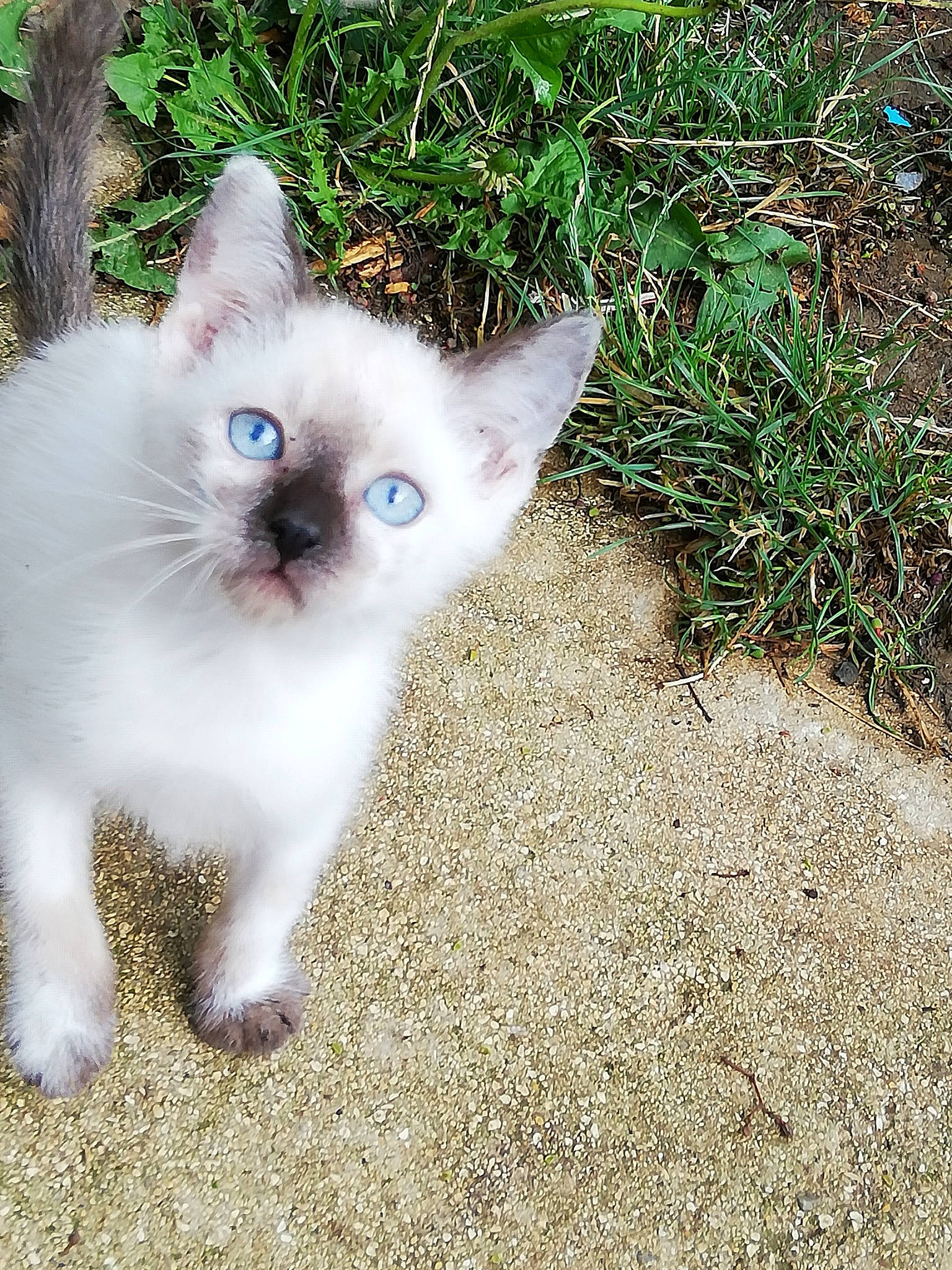 Liloue participe au concours pour gagner de l'argent avec cette photo : birman, carnivore, cat, colorpoint_shorthair, domestic_short_haired_cat, eye, fawn, felidae, fur, grass, iris, kitten, mammal, ojos_azules, ragdoll, siamese, small_to_medium_sized_cats, tail, thai, whiskers