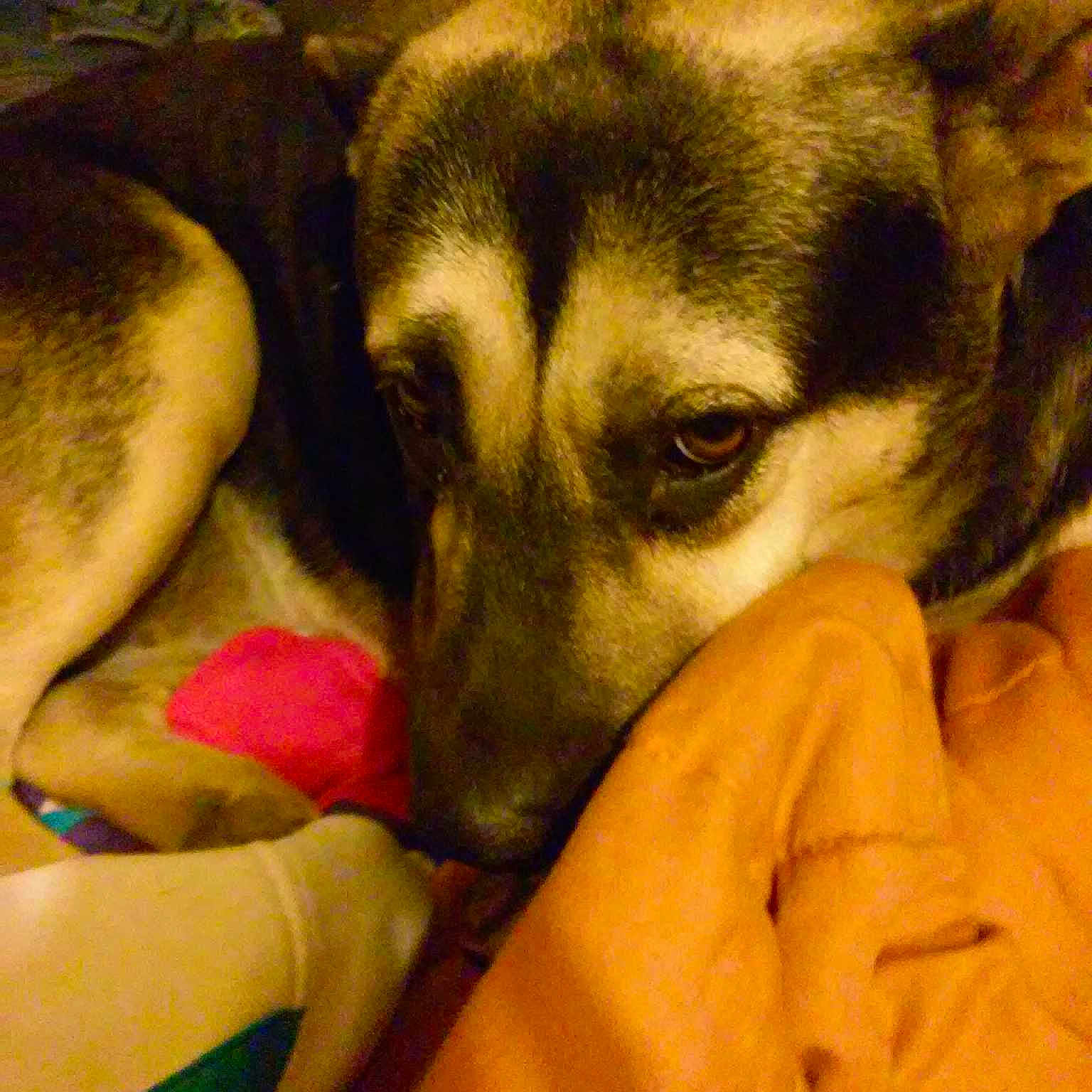 Poochie is registered to the contest to win money with this photo: