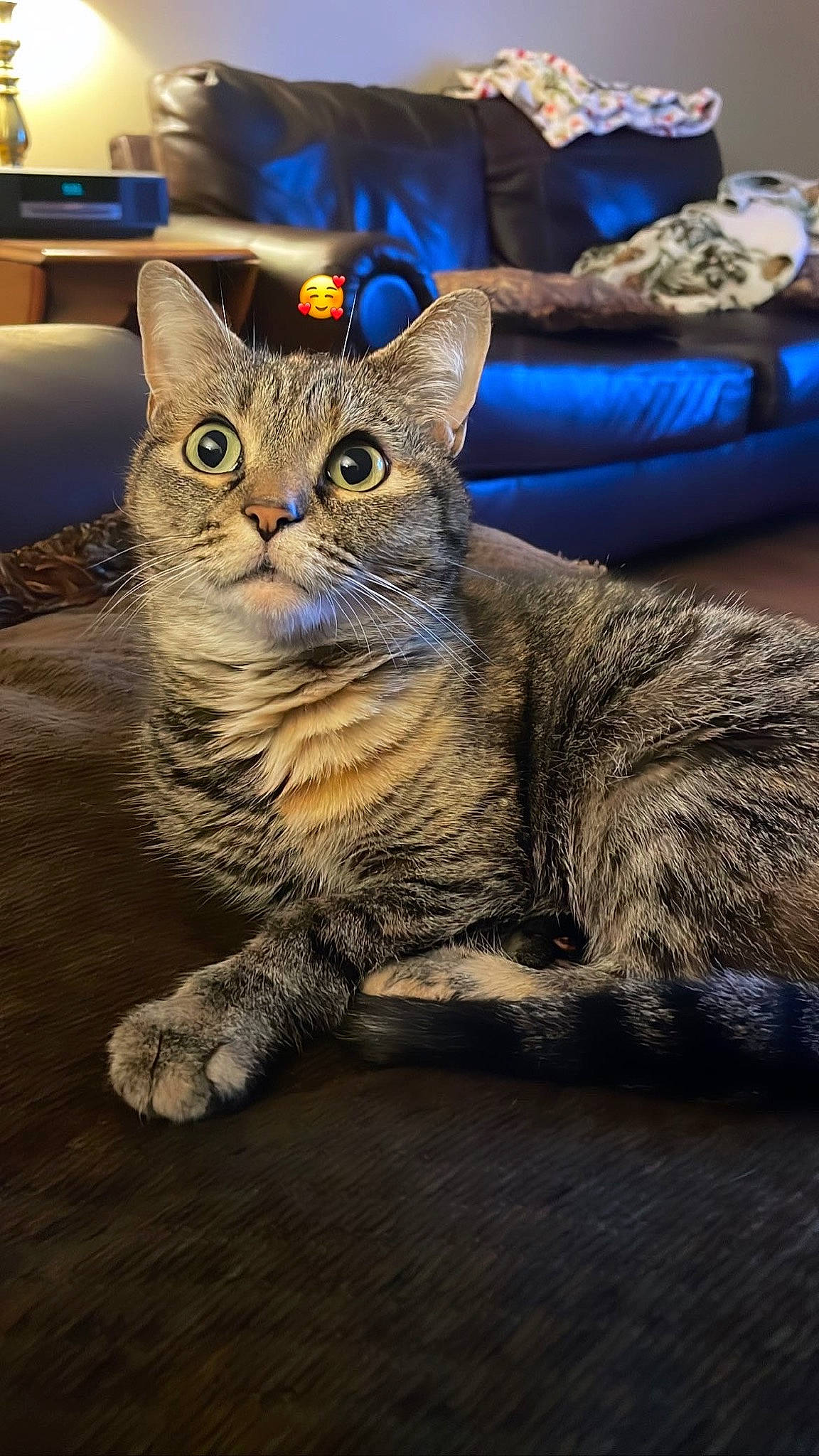 Lena is registered to the contest to win money with this photo: carnivore, cat, claw, domestic_short_haired_cat, felidae, fur, paw, sitting, small_to_medium_sized_cats, snout, terrestrial_animal, whiskers, wildlife