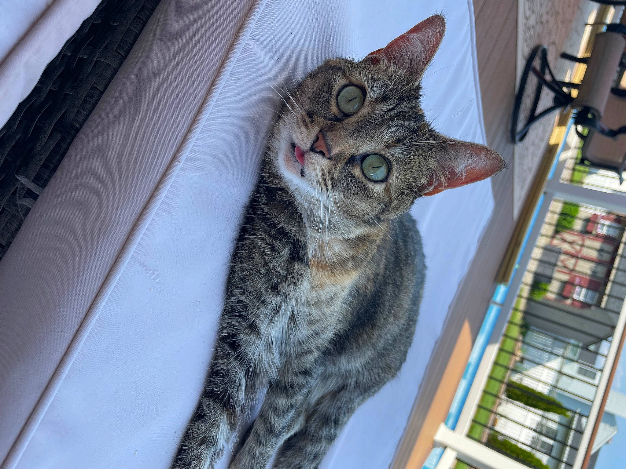 Lena joined the competition — help win amazing prizes! carnivore, cat, domestic_short_haired_cat, felidae, fur, small_to_medium_sized_cats, snout, tail, whiskers, window